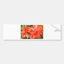 Rhododendron in orange bumper sticker