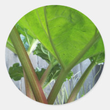 Rhubarb sticker