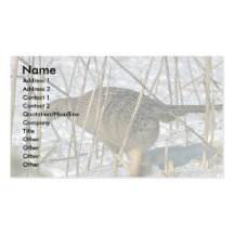 Ring-necked hen pheasant business cards