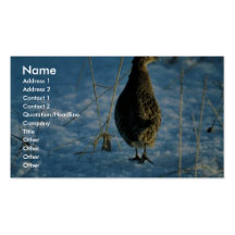 Ring-necked pheasant business card templates