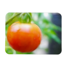 Ripe Red Heirloom Tomato Vinyl Magnets