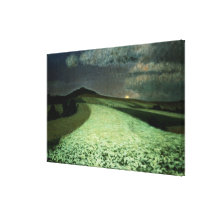 Ripe Wheatfields Stretched Canvas Prints