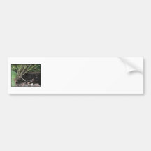 River flowing through woodland. bumper sticker