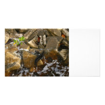 River Rocks Cement Blocks and Mangrove Seedling Personalized Photo Card