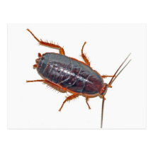 Roach on porcelain. postcards