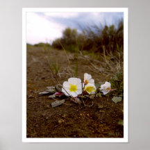 Roadside Flower Print