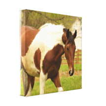 Roaming Paint Horse Canvas Print