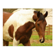 Roaming Paint Horse Postcard