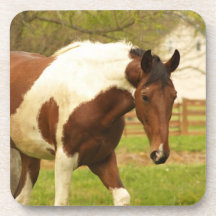 Roaming Paint Horse Set of Six Coasters