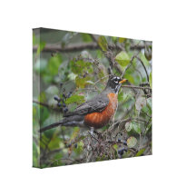 Robin on Berry Bush 1 Canvas Print