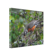 Robin on Berry Bush Eating Berries Gallery Wrap Canvas