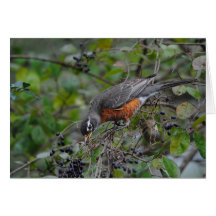 Robin on Berry Bush Eating Berries Card