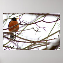 Robin on canvas posters