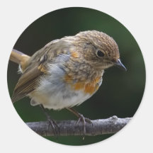 Robin Stickers