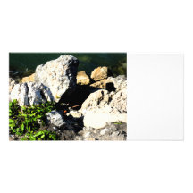 Rock abstract with green plant painterly photo greeting card