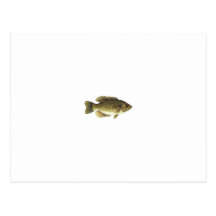 Rock Bass Post Card