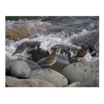 Rock Sandpipers (Calidris ptilocnemis) Post Cards