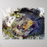 Rocks and Crabs Poster