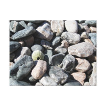 Rocks and Urchins Gallery Wrapped Canvas