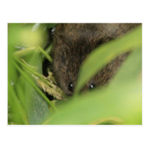 Rodent Hiding Postcards