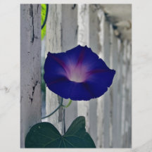 Romantic purple flowers full color flyer