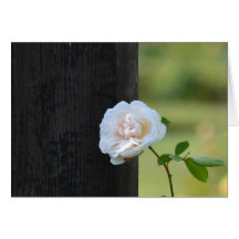 Romantic White Roses Card