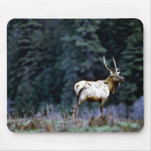 Roosevelt Bull Elk, Prairie Creek Mouse Pad