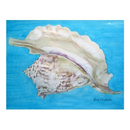 Rooster conch post cards