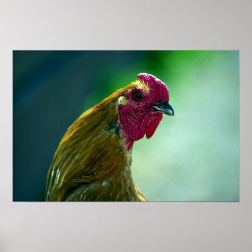 Rooster Print