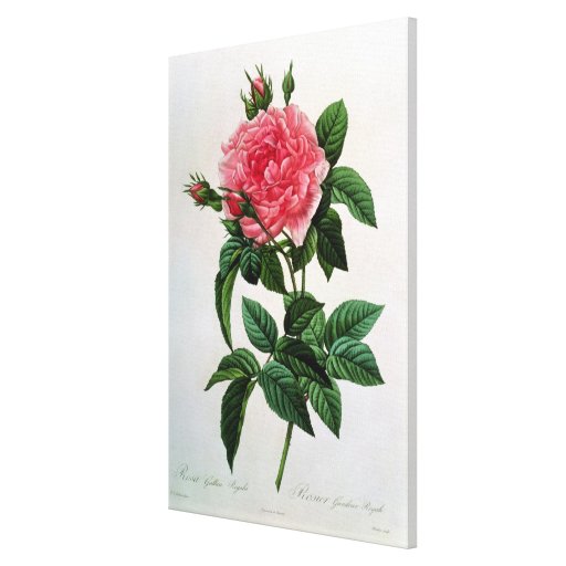 Rosa Gallica Regallis Gallery Wrapped Canvas