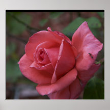 Rose &amp; Friend Print