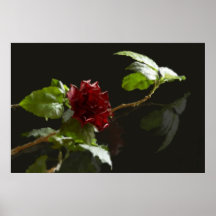 Rose and reflexion print