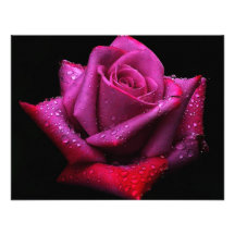 Rose Announcements