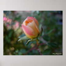 Rose Bud Poster