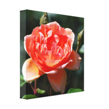 Rose Canvas Print