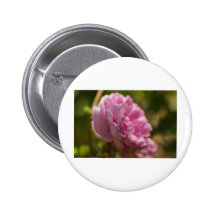 rose pin's avec agrafe
