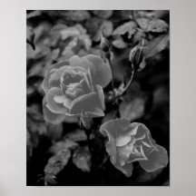 Rose Print