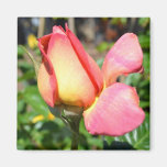 Rose Refrigerator Magnets