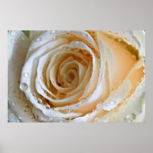 Rose Swirl Print