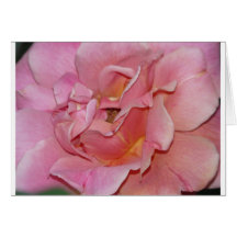 rose,swirly pink cards