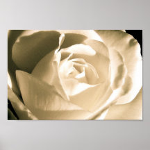 Rose White Poster