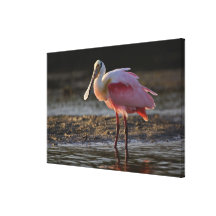 Roseate Spoonbill, Ajaia ajaja, Ding Darling Gallery Wrapped Canvas