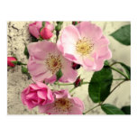 Rosebuds for You Postcard
