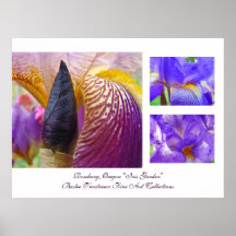 Roseburg Oregon "Iris Garden" Baslee Troutman Poster
