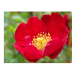 Roses Are Red Postcard