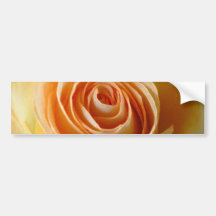 Roses Bumper Sticker