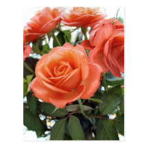 Roses Postcard