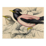 Rosie Bird Sketch Postcards