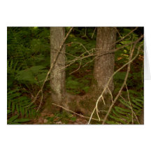 Ross Forest “EarthDayContest2007” greeting cards