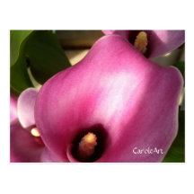 "Rosy Pink Callas" Postcard